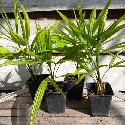 Trachycarpus fortunei P9