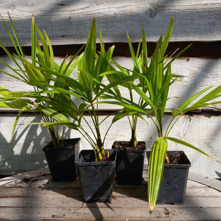 Trachycarpus fortunei P9