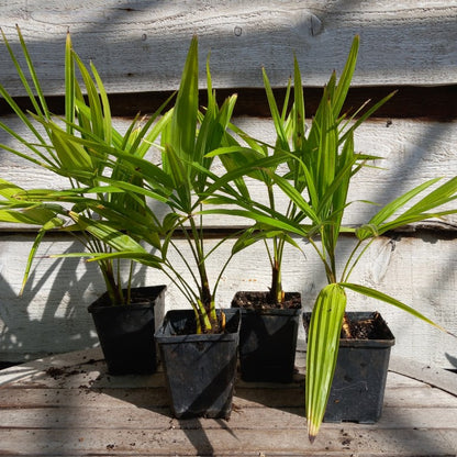 Trachycarpus fortunei P9
