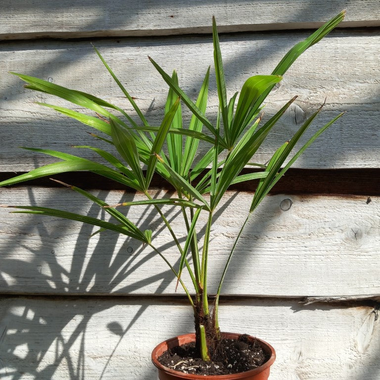 Trachycarpus fortunei total 60 cm