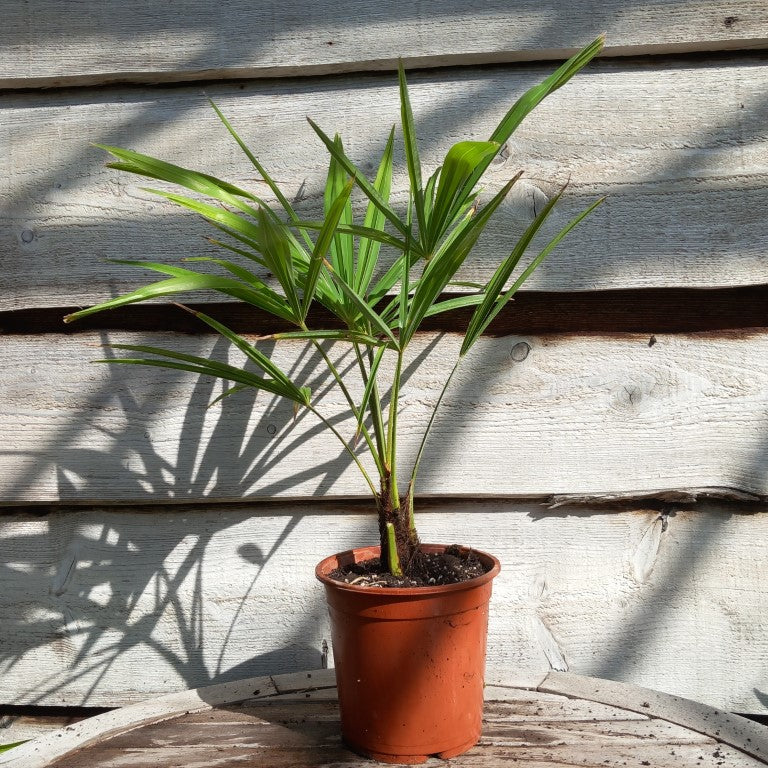 Trachycarpus fortunei total 60 cm