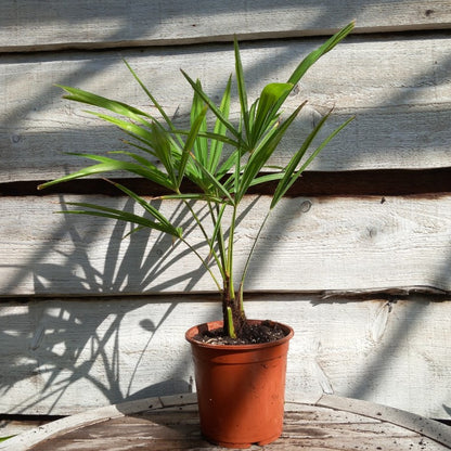 Trachycarpus fortunei total 60 cm