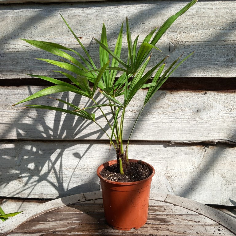 Trachycarpus fortunei total 60 cm