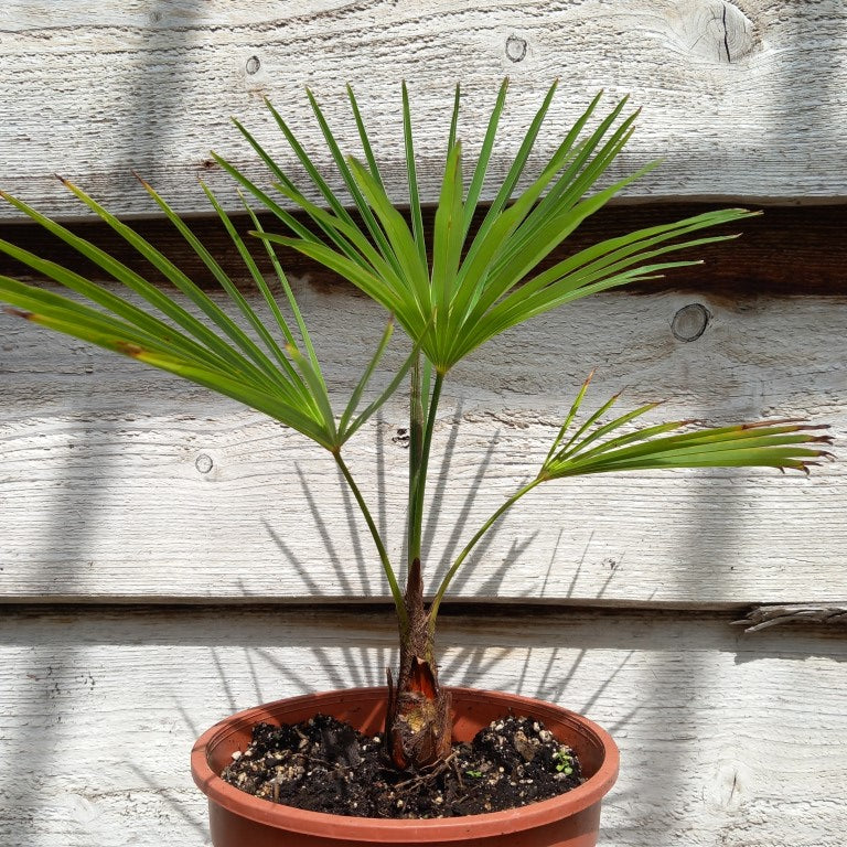 Trachycarpus hybrid: fortunei x princeps