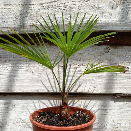 Trachycarpus hybrid: fortunei x princeps