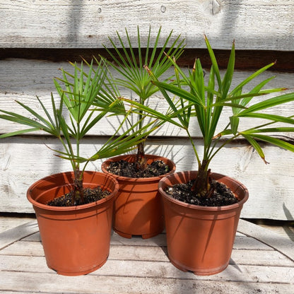 Trachycarpus hybrid: fortunei x princeps