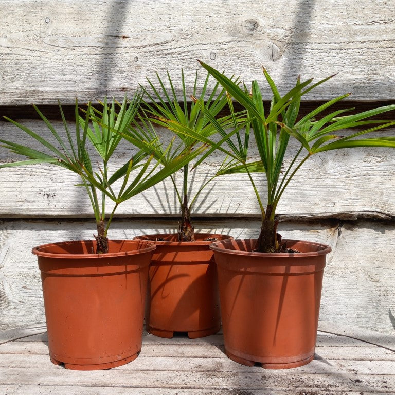 Trachycarpus hybrid: fortunei x princeps