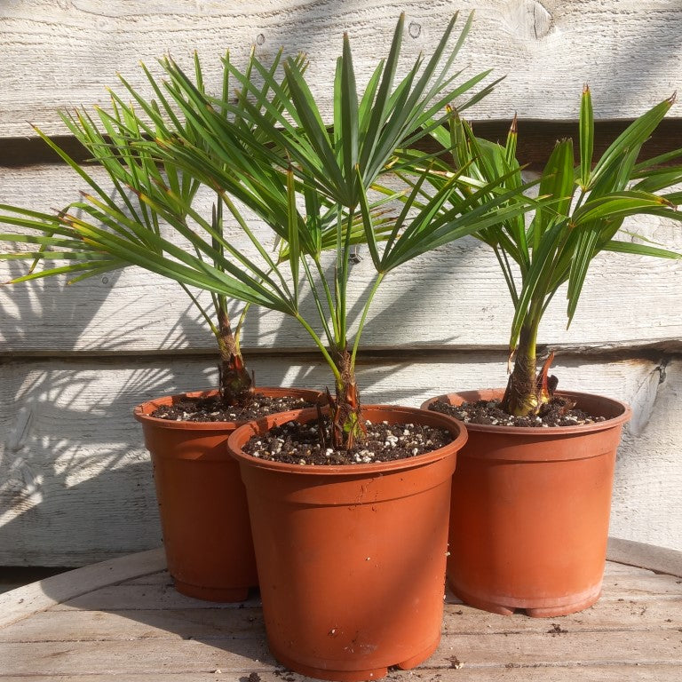 Trachycarpus fortunei x princeps