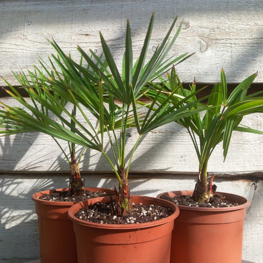 Trachycarpus fortunei x princeps