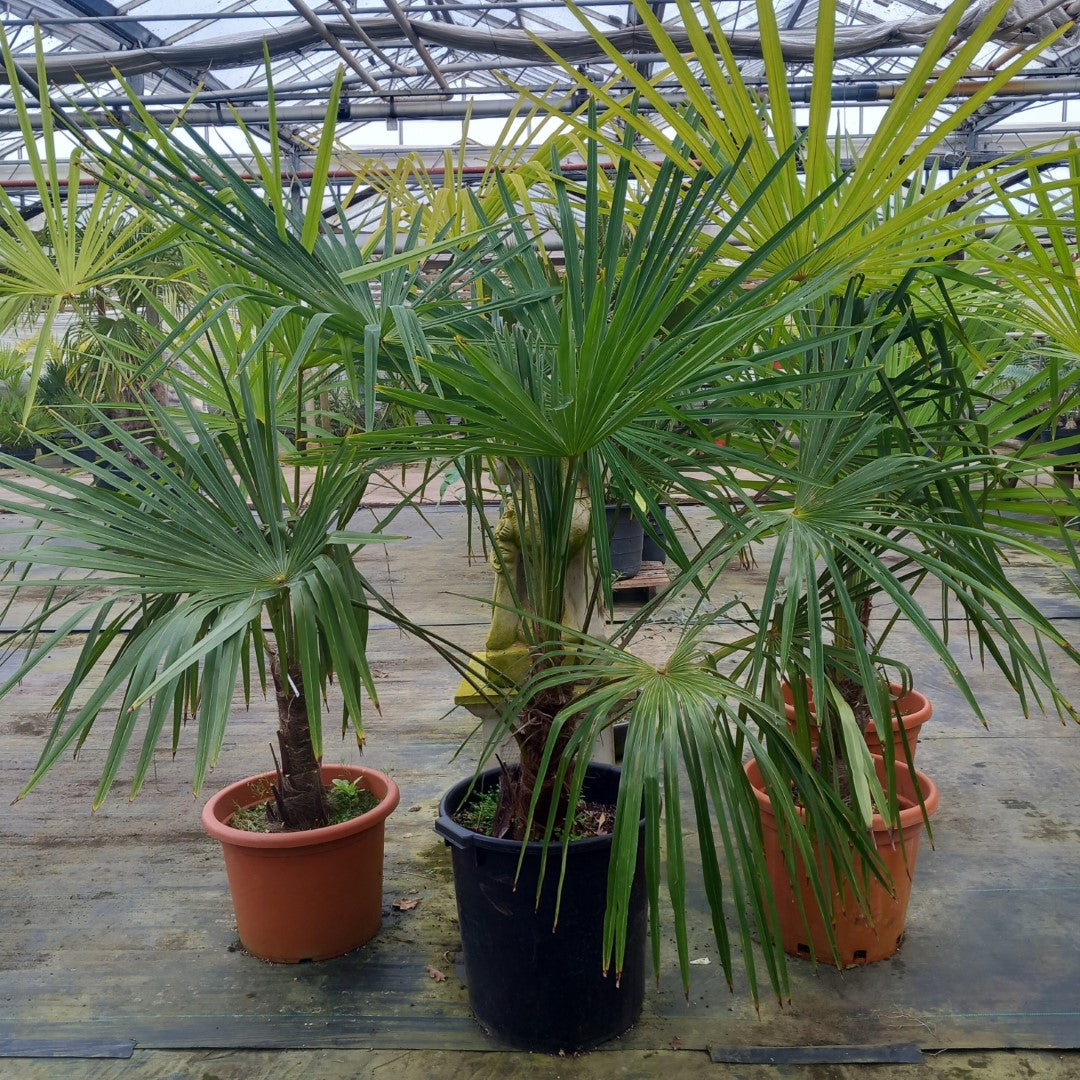 Trachycarpus hybrid: fortunei x princeps
