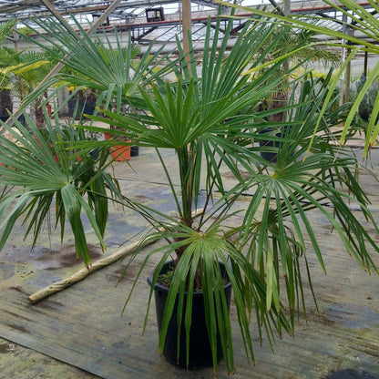 Trachycarpus hybrid: fortunei x princeps, stem/total 40/160 cm (No. 1)