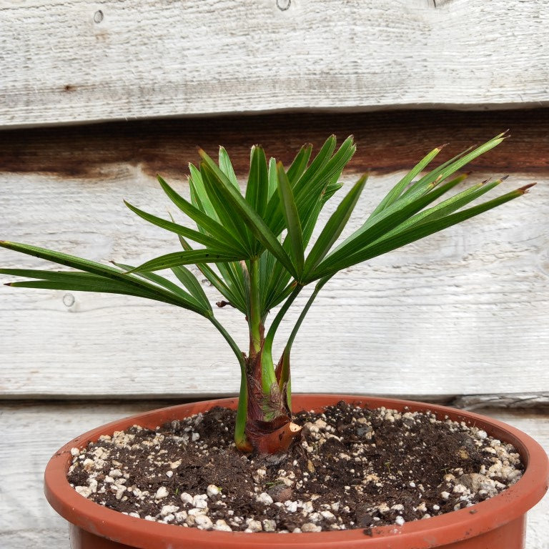 Trachycarpus hybrid: nainital x princeps