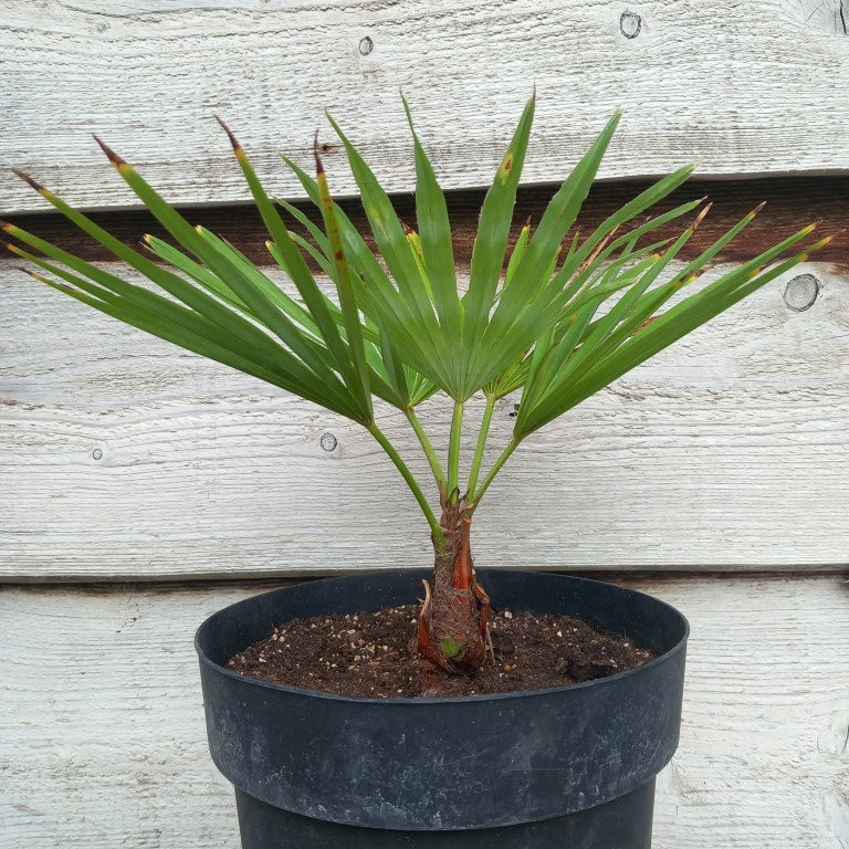 Trachycarpus hybrid: princeps x wagnerianus, stem/total 7/27/41 cm