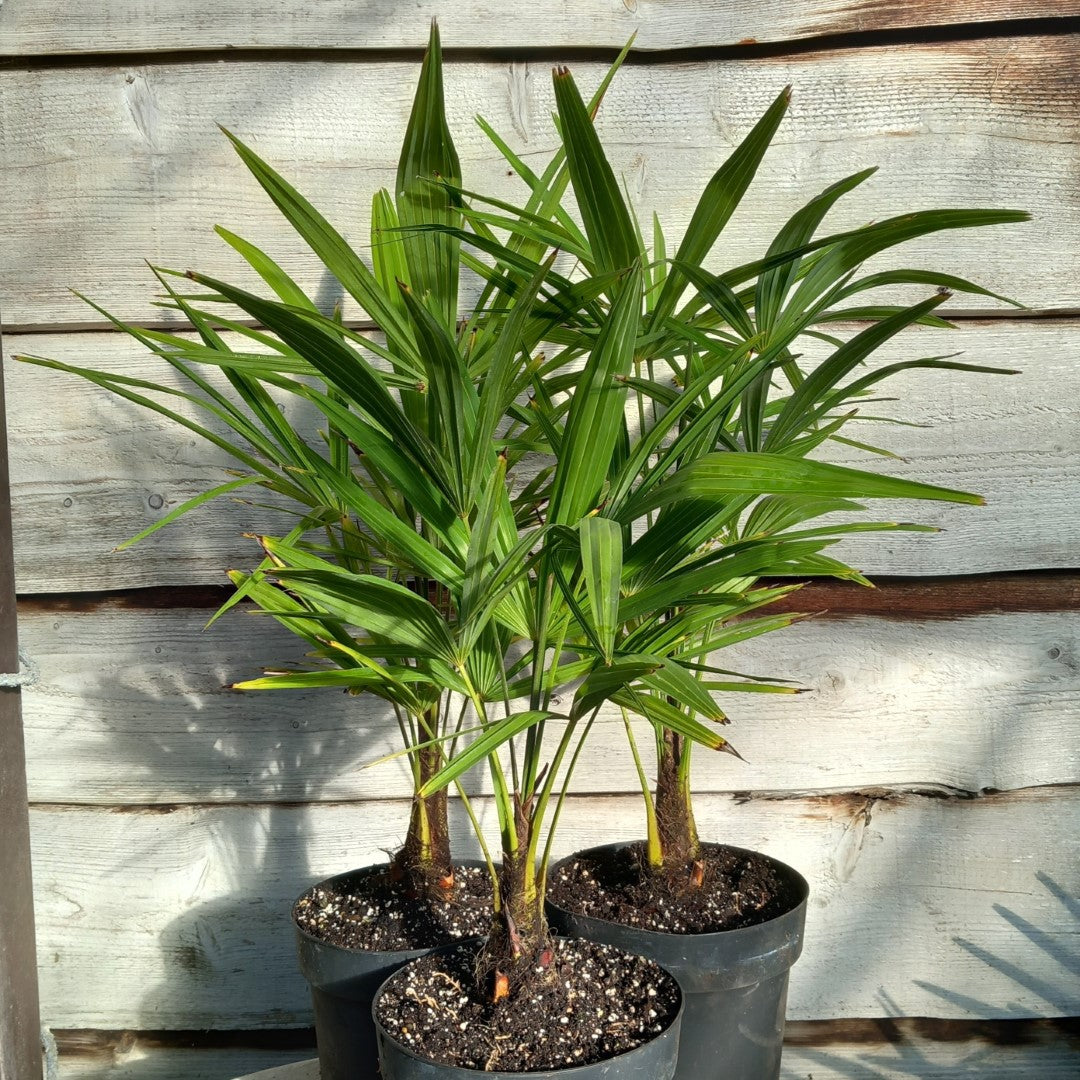 Trachycarpus fortunei sp. Tesan