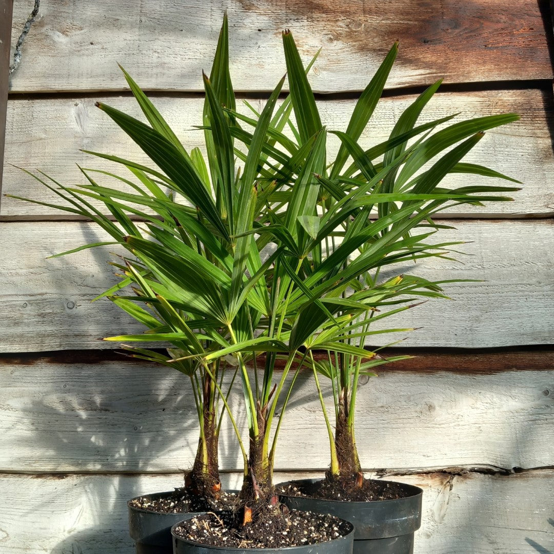 Trachycarpus fortunei sp. Tesan