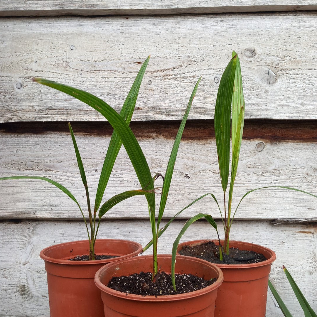 Trachycarpus ukhrulensis, 2 ltr. pot