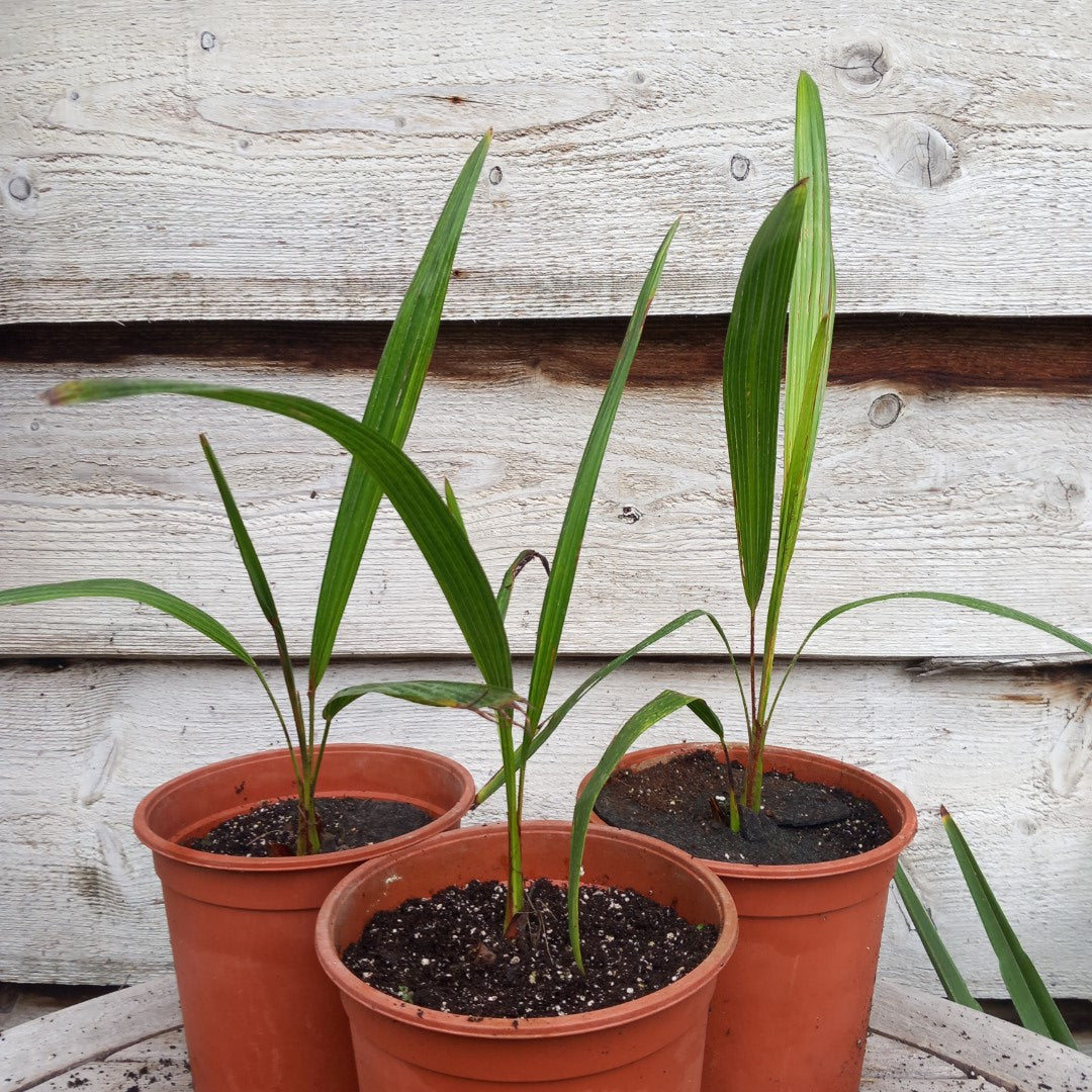 Trachycarpus ukhrulensis, 2 ltr. pot