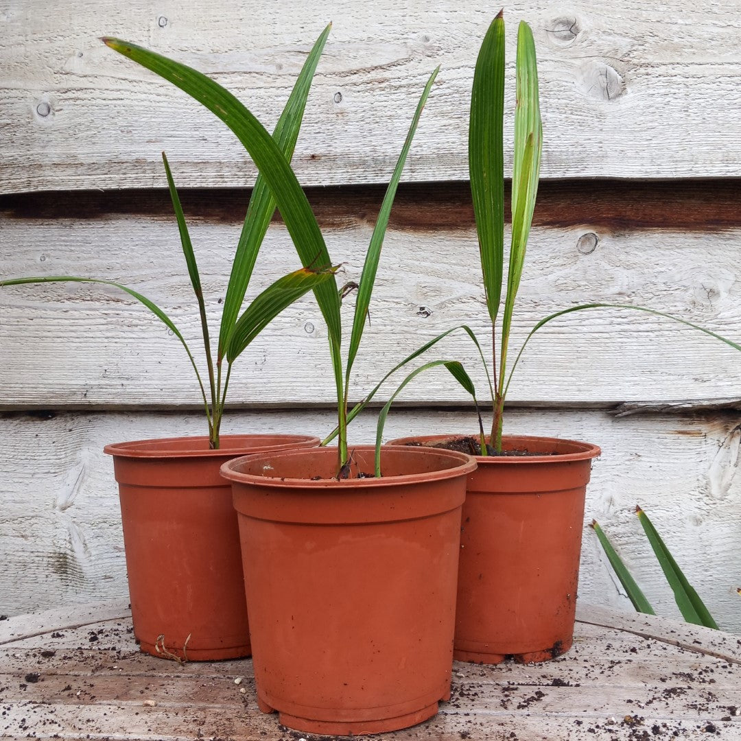 Trachycarpus ukhrulensis, 2 ltr. pot