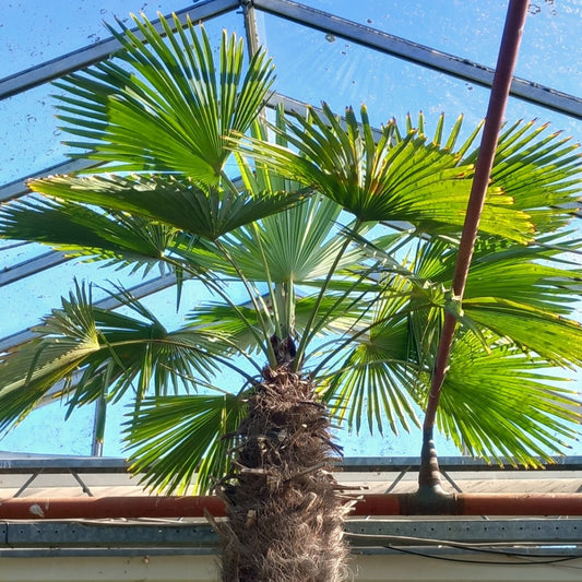 Trachycarpus hybrid XXL: wagnerianus x fortunei, stem/total 250/350 cm (No.1)