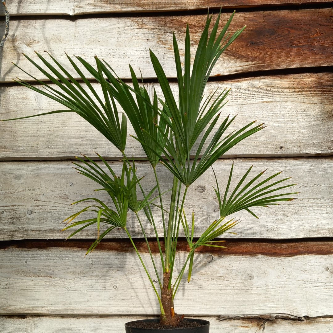 Trachycarpus hybrid: wagnerianus x princeps, stem/total 10-15/80-90 cm, 5 ltr. pot