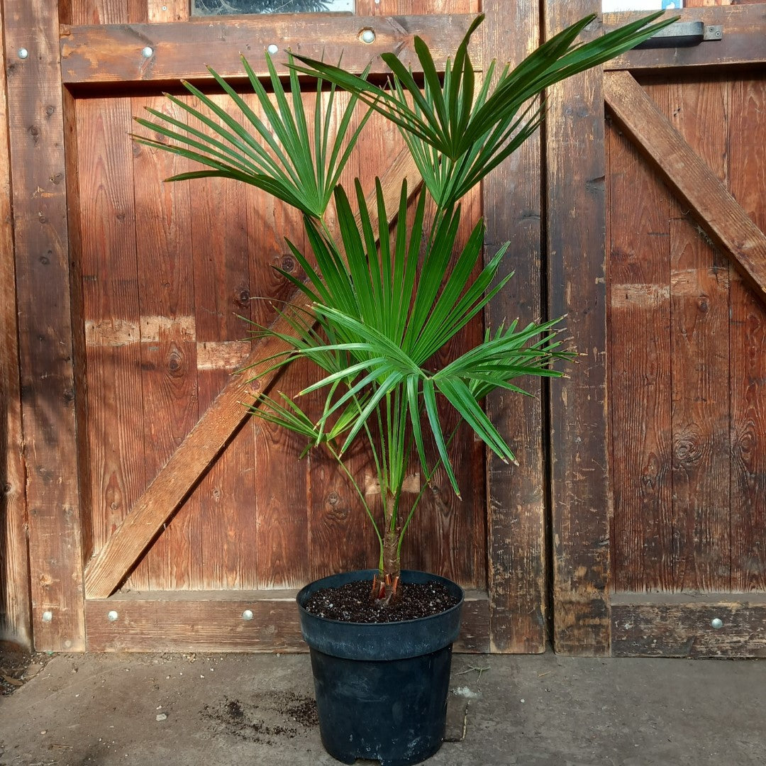 Trachycarpus hybrid: wagnerianus x princeps, total 100-120 cm