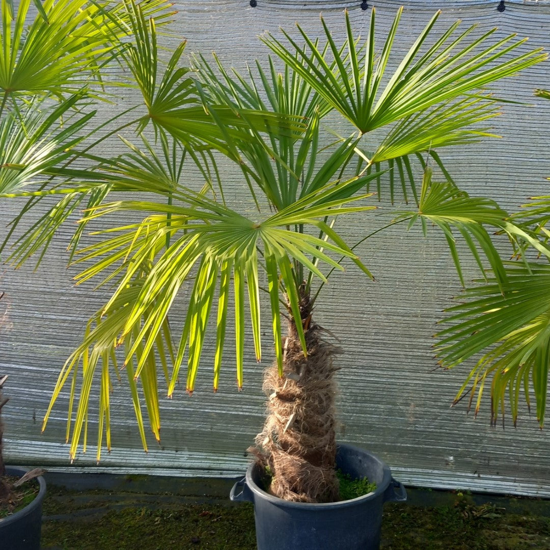 Trachycarpus winsan, trunk/stem 70 cm (No. 12)