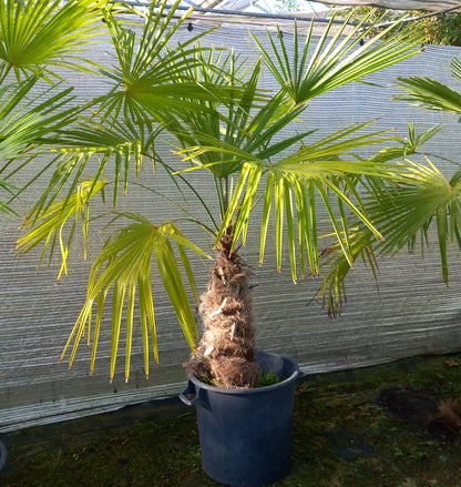 Trachycarpus winsan, trunk/stem 70 cm (No. 12)
