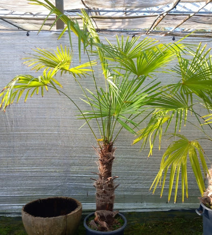 Trachycarpus winsan, trunk/stem 70 cm (No. 3)