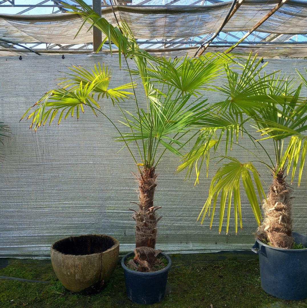 Trachycarpus winsan, trunk/stem 70 cm (No. 3)