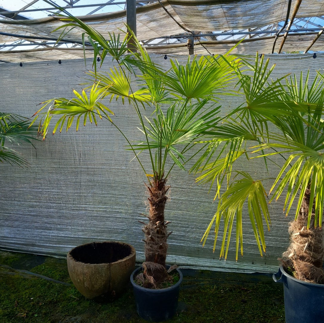 Trachycarpus winsan, trunk/stem 70 cm (No. 3)