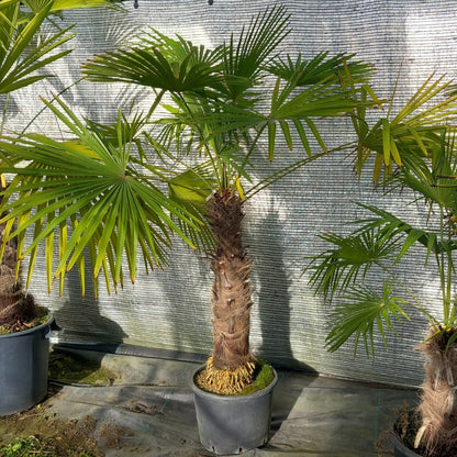 Trachycarpus winsan, trunk/stem 70 cm (No. 4)