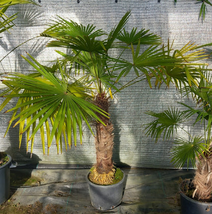 Trachycarpus winsan, trunk/stem 70 cm (No. 4)