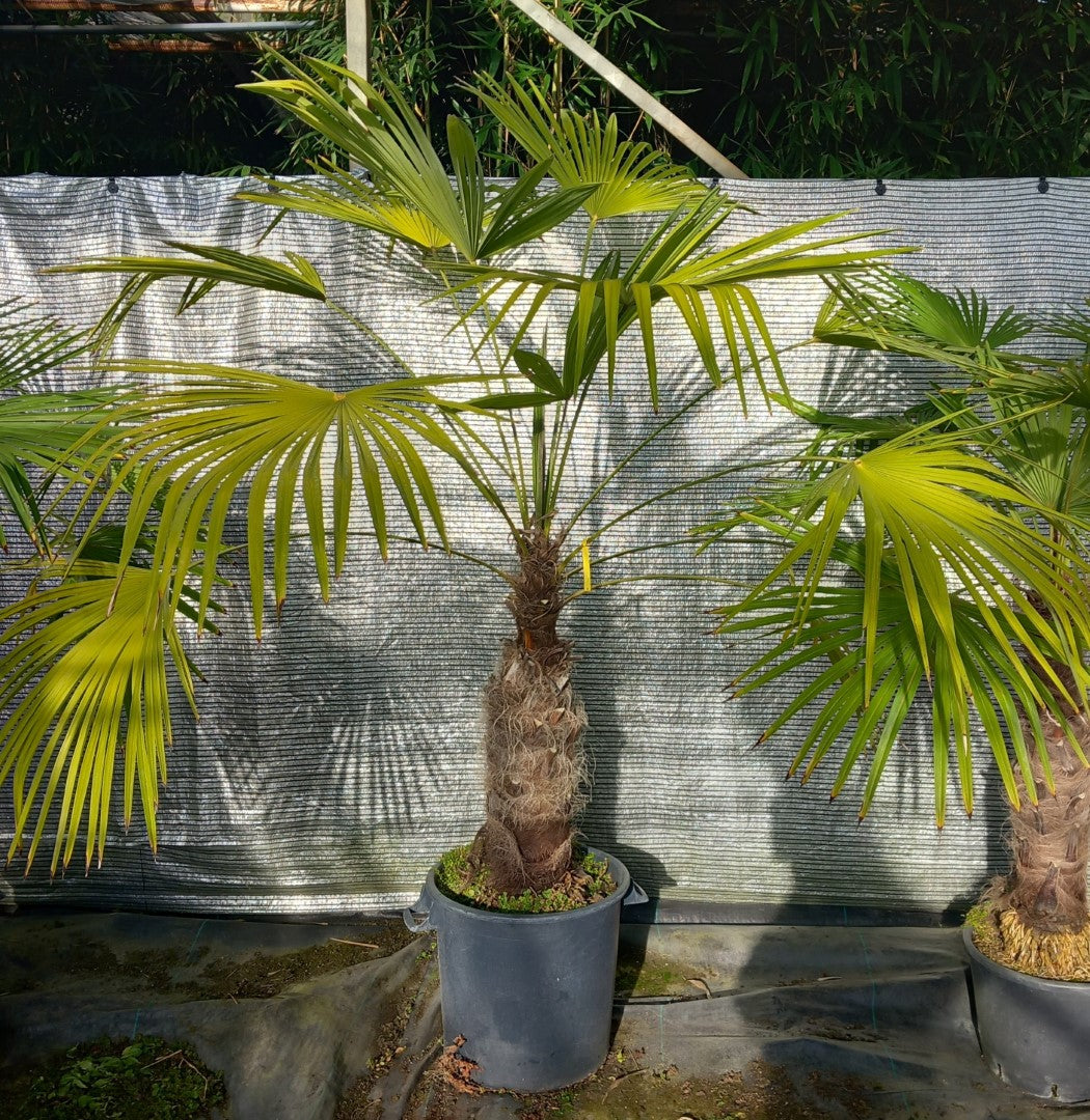Trachycarpus winsan, trunk/stem 70 cm (No. 7)