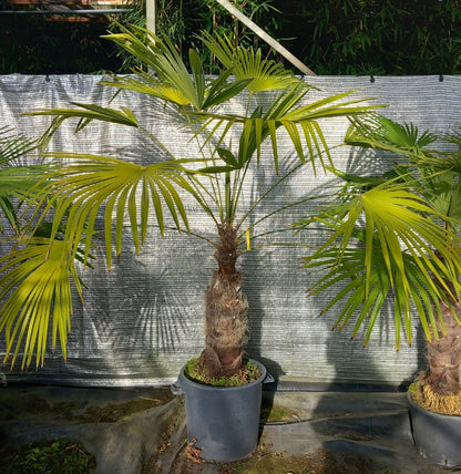 Trachycarpus winsan, trunk/stem 70 cm (No. 7)