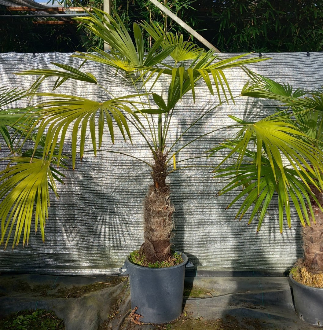 Trachycarpus winsan, trunk/stem 70 cm (No. 7)