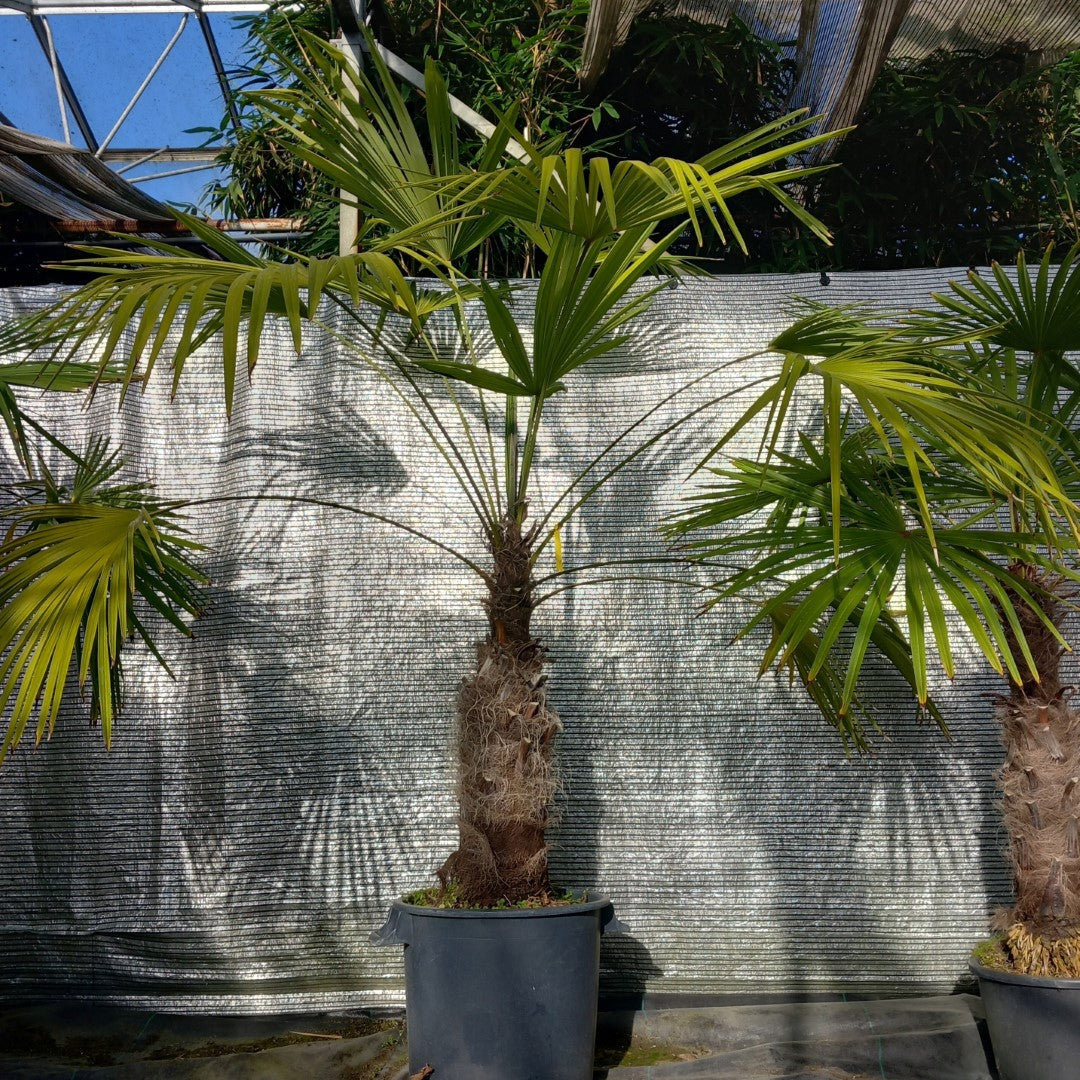 Trachycarpus winsan, trunk/stem 70 cm (No. 7)