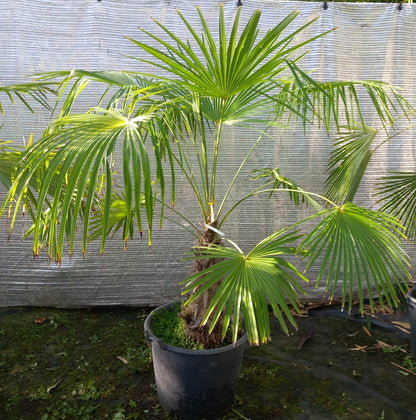Trachycarpus winsan winsan 10a
