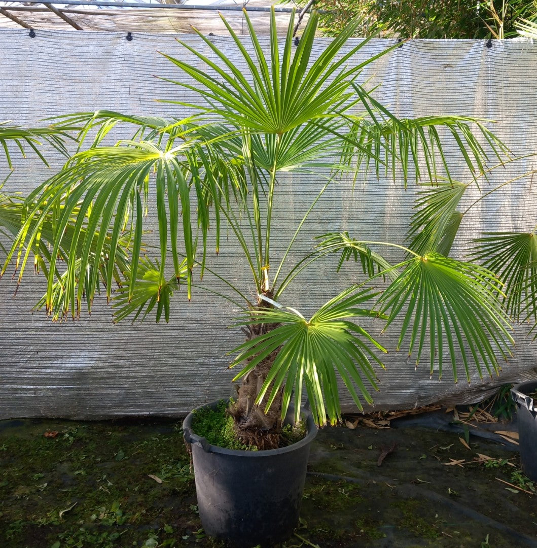 Trachycarpus winsan winsan 10a