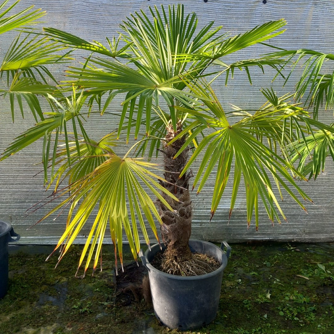 Trachycarpus winsan, trunk/stem 70 cm (No. 11)
