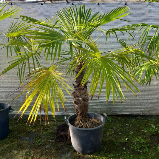 Trachycarpus winsan, trunk/stem 70 cm (No. 11)
