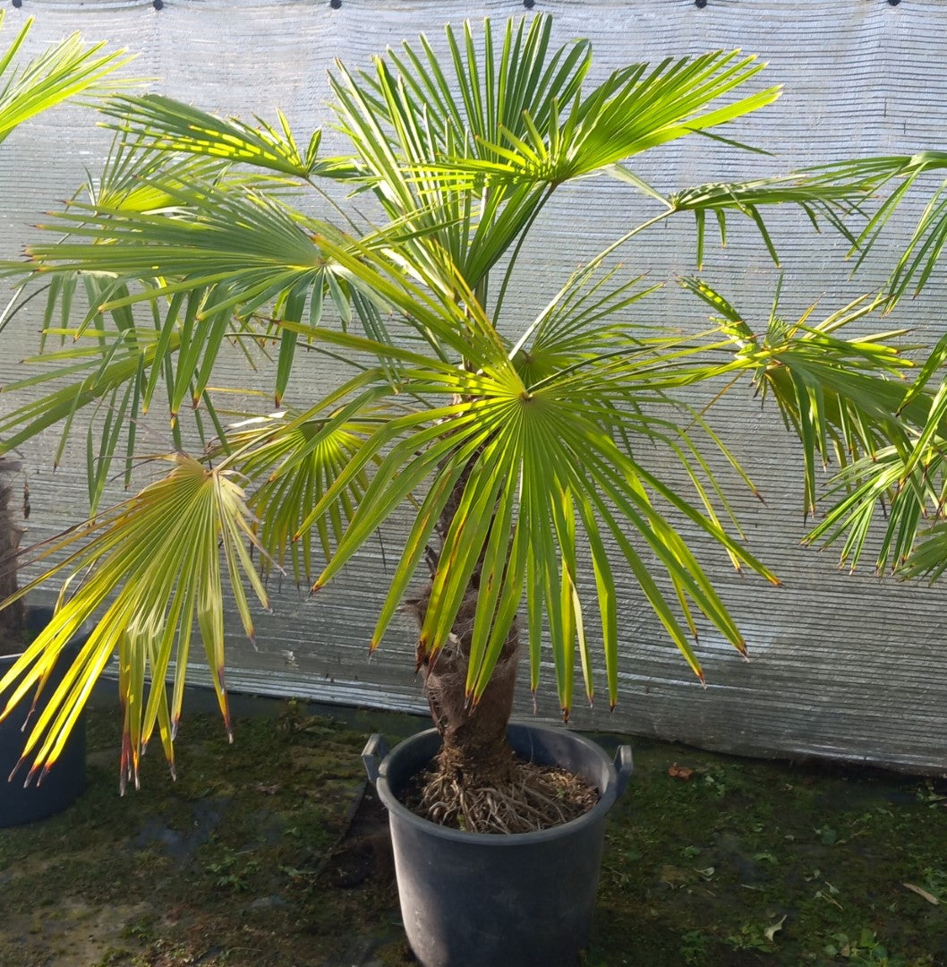 Trachycarpus winsan, trunk/stem 70 cm (No. 11)