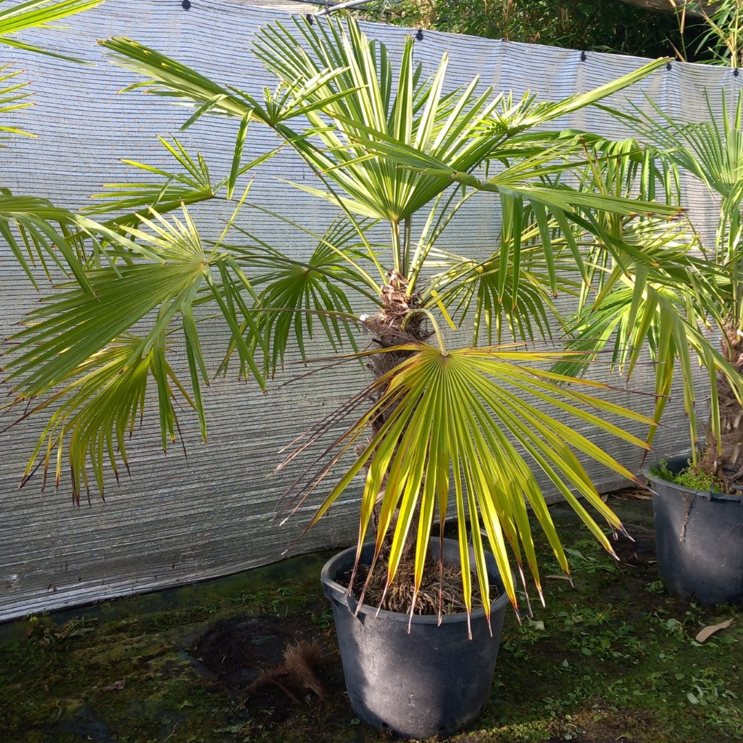 Trachycarpus winsan, trunk/stem 70 cm (No. 11)