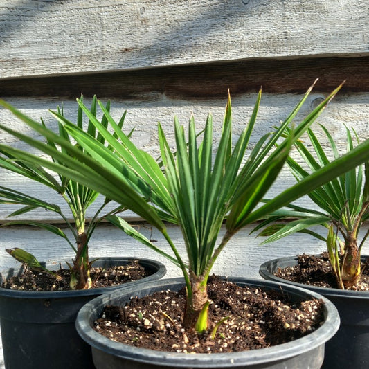 Trachycarpus hybrid: winsan x princeps, pot 17 cm