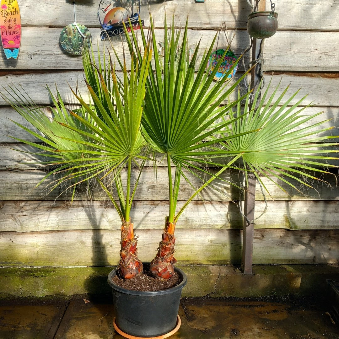 Washingtonia robusta, 2 x stem 35 cm
