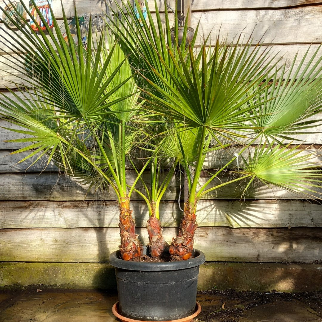 Washingtonia robusta, 3 x stem 40 cm