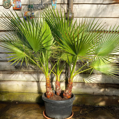 Washingtonia robusta, 3 x stem 40 cm