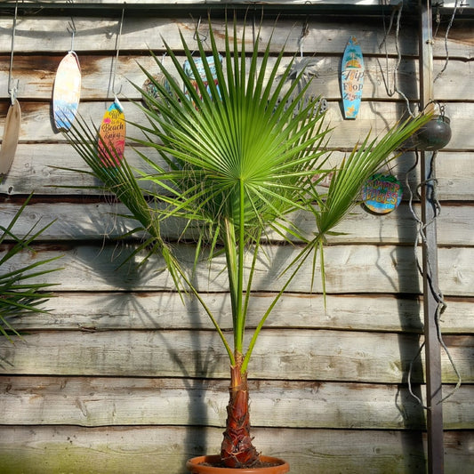 Washingtonia robusta, stem 40+ cm