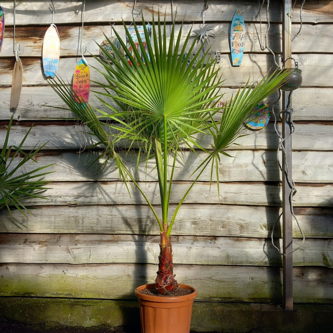 Washingtonia robusta, stem 40+ cm