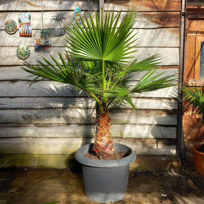 Washingtonia robusta, stem 65+ cm