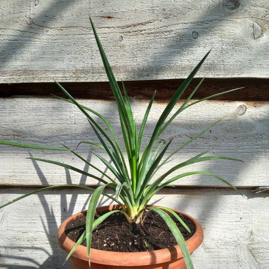 Yucca aloifolia